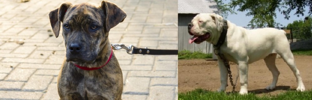 Hermes Bulldogge vs Catahoula Bulldog - Breed Comparison