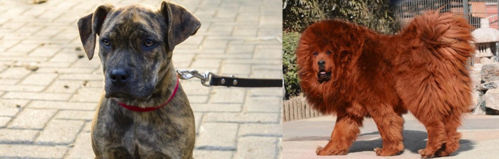 Himalayan Mastiff vs Catahoula Bulldog - Breed Comparison