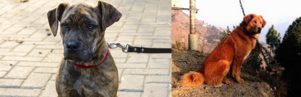 Himalayan Sheepdog vs Catahoula Bulldog - Breed Comparison