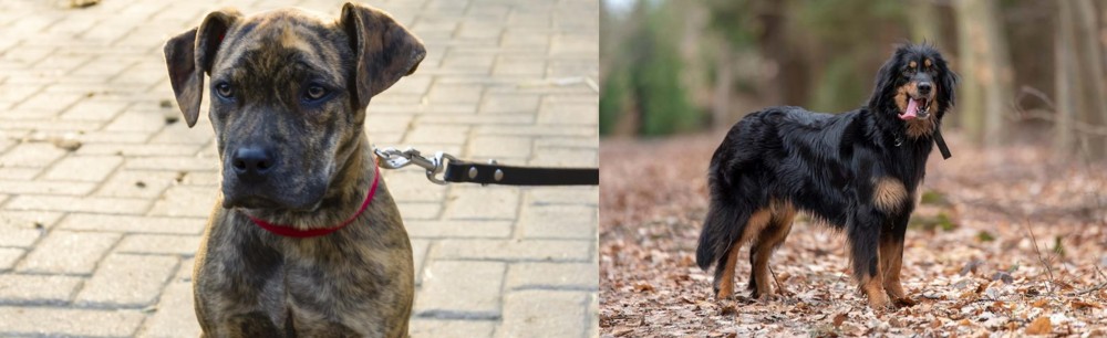 Hovawart vs Catahoula Bulldog - Breed Comparison