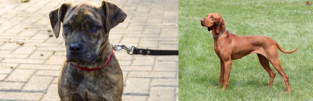 Hungarian Vizsla vs Catahoula Bulldog - Breed Comparison
