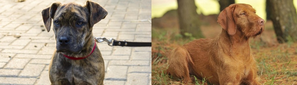 Hungarian Wirehaired Vizsla vs Catahoula Bulldog - Breed Comparison