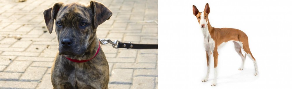 Ibizan Hound vs Catahoula Bulldog - Breed Comparison