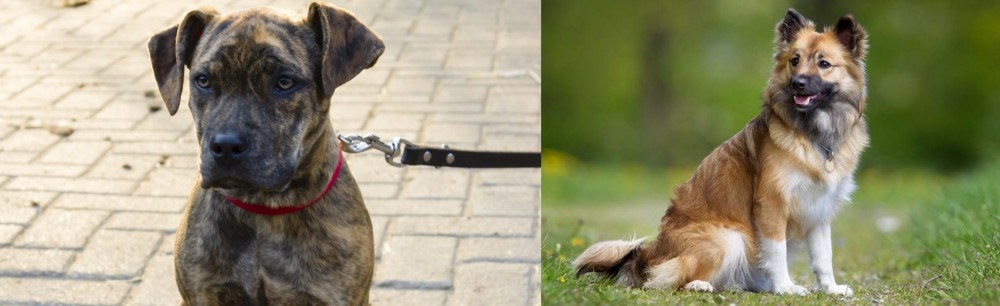 Icelandic Sheepdog vs Catahoula Bulldog - Breed Comparison