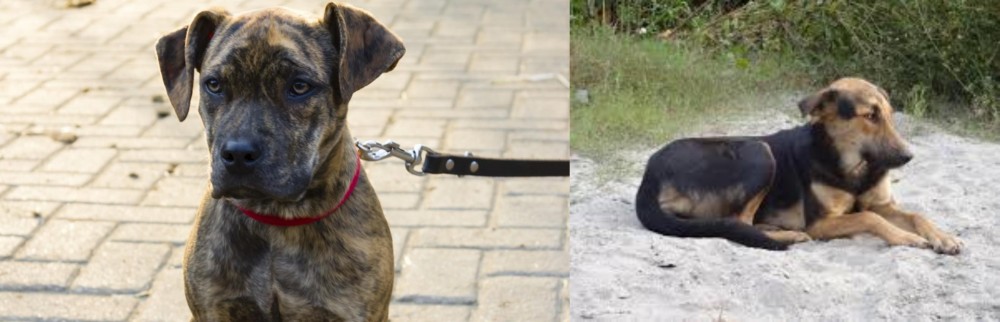 Indian Pariah Dog vs Catahoula Bulldog - Breed Comparison
