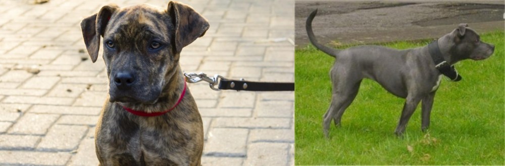 Irish Bull Terrier vs Catahoula Bulldog - Breed Comparison