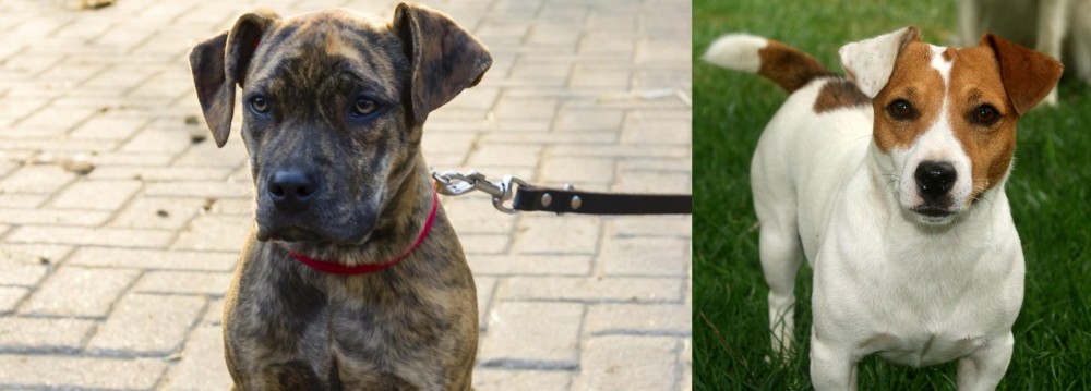 Irish Jack Russell vs Catahoula Bulldog - Breed Comparison