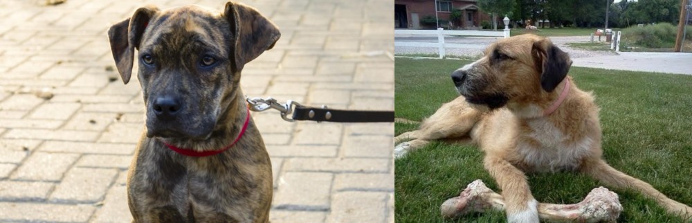Irish Mastiff Hound vs Catahoula Bulldog - Breed Comparison