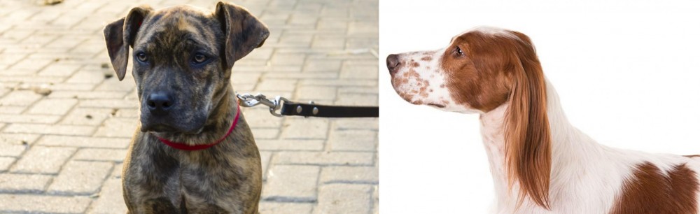 Irish Red and White Setter vs Catahoula Bulldog - Breed Comparison