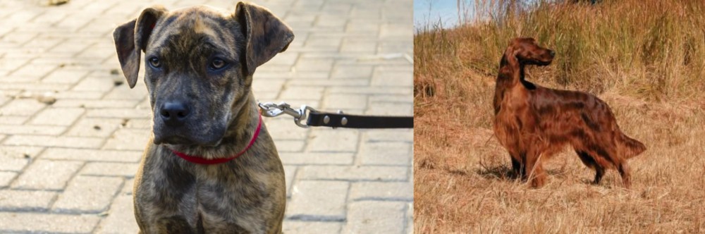 Irish Setter vs Catahoula Bulldog - Breed Comparison
