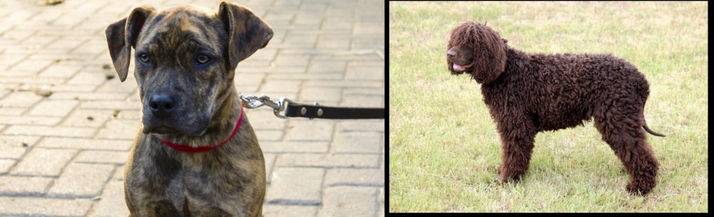 Irish Water Spaniel vs Catahoula Bulldog - Breed Comparison