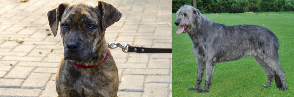 Irish Wolfhound vs Catahoula Bulldog - Breed Comparison