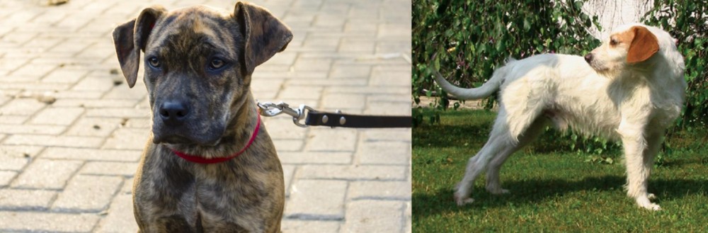 Istarski Ostrodlaki Gonic vs Catahoula Bulldog - Breed Comparison