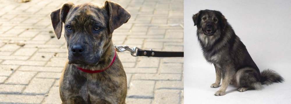 Istrian Sheepdog vs Catahoula Bulldog - Breed Comparison