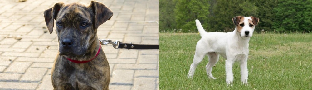 Jack Russell Terrier vs Catahoula Bulldog - Breed Comparison