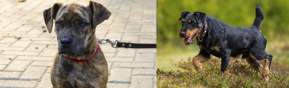 Jagdterrier vs Catahoula Bulldog - Breed Comparison
