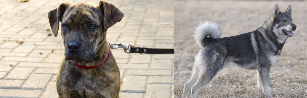 Jamthund vs Catahoula Bulldog - Breed Comparison