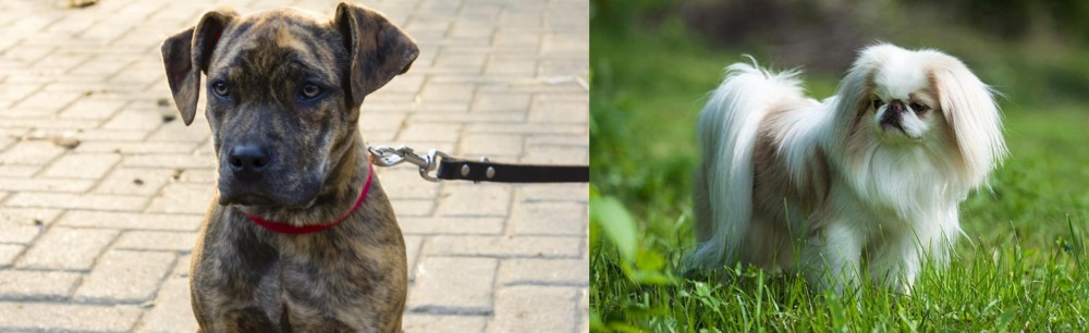 Japanese Chin vs Catahoula Bulldog - Breed Comparison