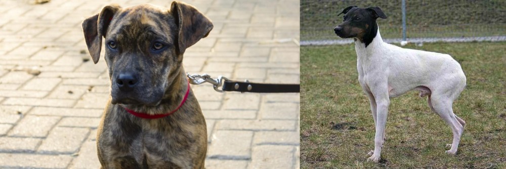 Japanese Terrier vs Catahoula Bulldog - Breed Comparison