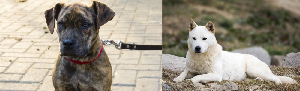 Jindo vs Catahoula Bulldog - Breed Comparison