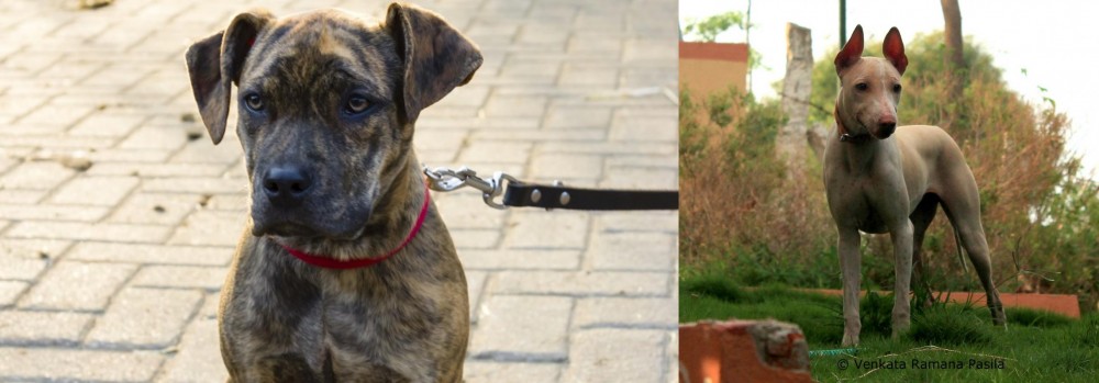 Jonangi vs Catahoula Bulldog - Breed Comparison