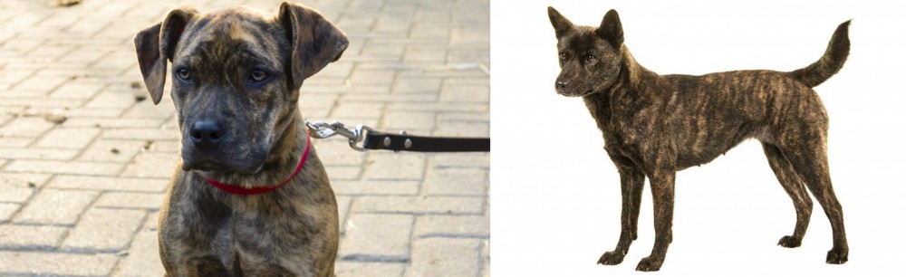 Kai Ken vs Catahoula Bulldog - Breed Comparison