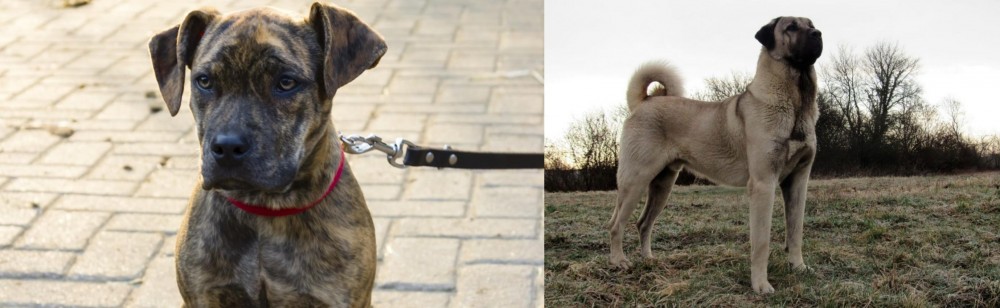 Kangal Dog vs Catahoula Bulldog - Breed Comparison