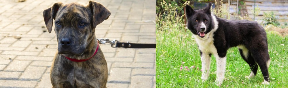 Karelian Bear Dog vs Catahoula Bulldog - Breed Comparison