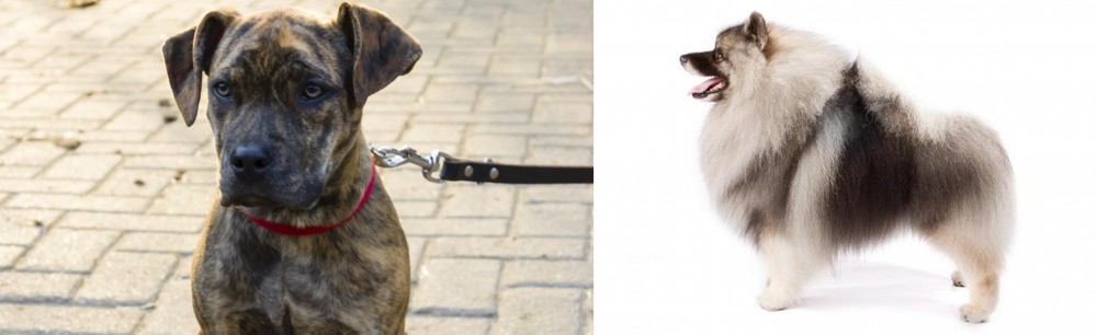 Keeshond vs Catahoula Bulldog - Breed Comparison