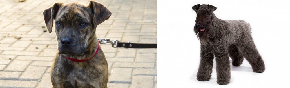 Kerry Blue Terrier vs Catahoula Bulldog - Breed Comparison