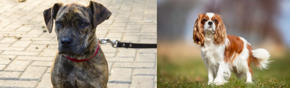 King Charles Spaniel vs Catahoula Bulldog - Breed Comparison