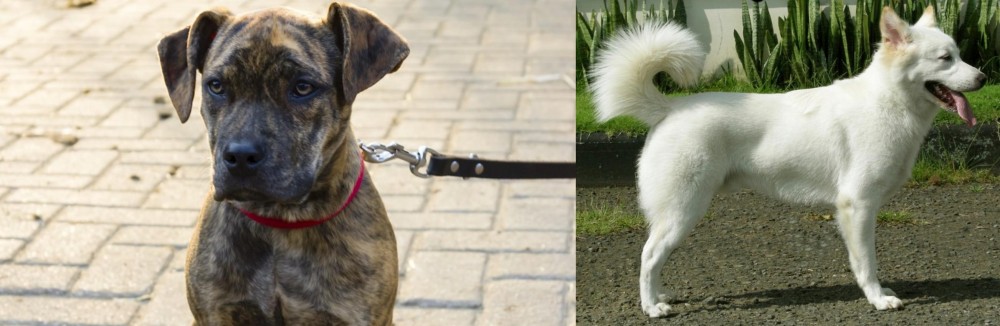 Kintamani vs Catahoula Bulldog - Breed Comparison