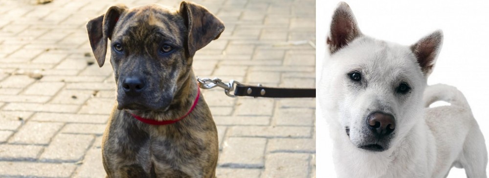 Kishu vs Catahoula Bulldog - Breed Comparison