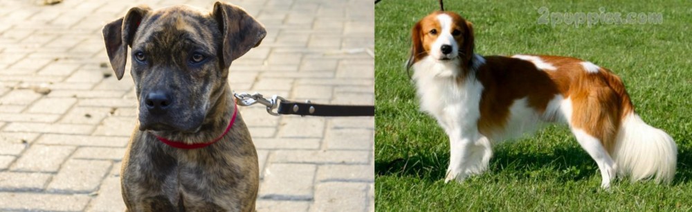 Kooikerhondje vs Catahoula Bulldog - Breed Comparison
