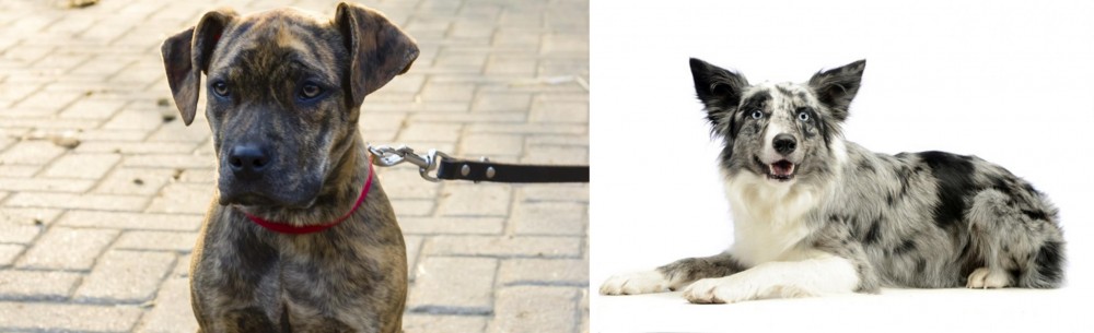 Koolie vs Catahoula Bulldog - Breed Comparison