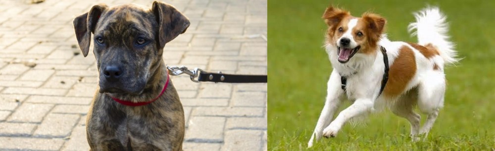 Kromfohrlander vs Catahoula Bulldog - Breed Comparison