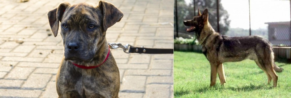 Kunming Dog vs Catahoula Bulldog - Breed Comparison