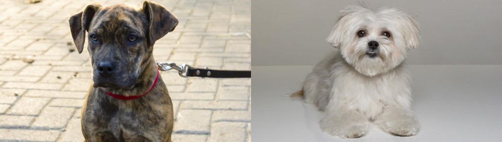 Kyi-Leo vs Catahoula Bulldog - Breed Comparison