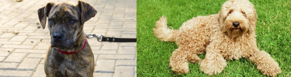 Labradoodle vs Catahoula Bulldog - Breed Comparison