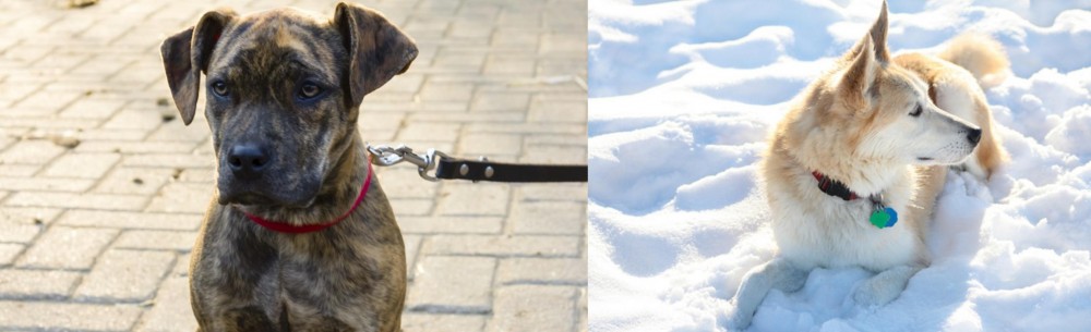 Labrador Husky vs Catahoula Bulldog - Breed Comparison