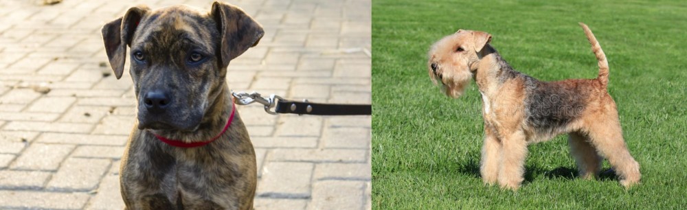 Lakeland Terrier vs Catahoula Bulldog - Breed Comparison