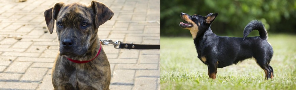 Lancashire Heeler vs Catahoula Bulldog - Breed Comparison