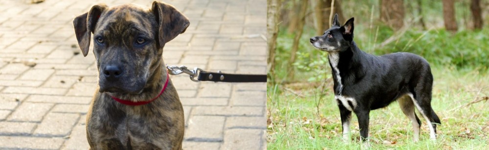 Lapponian Herder vs Catahoula Bulldog - Breed Comparison