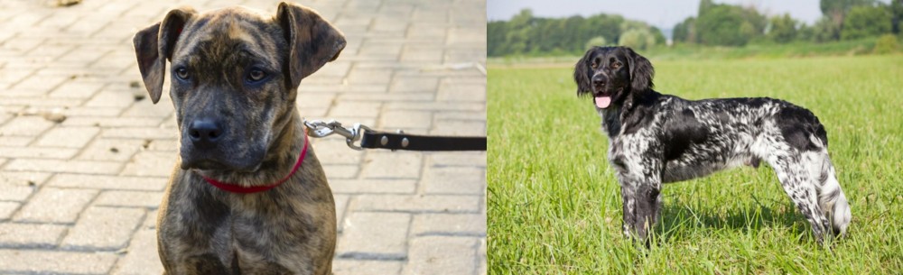 Large Munsterlander vs Catahoula Bulldog - Breed Comparison