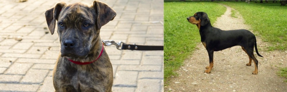 Latvian Hound vs Catahoula Bulldog - Breed Comparison