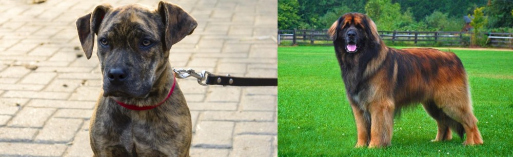 Leonberger vs Catahoula Bulldog - Breed Comparison
