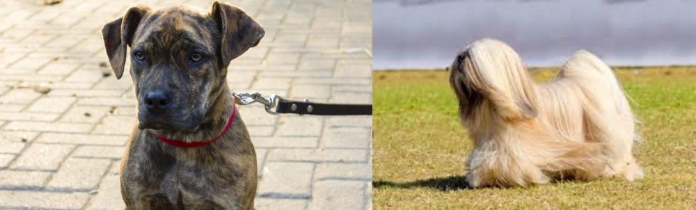 Lhasa Apso vs Catahoula Bulldog - Breed Comparison