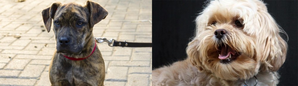 Lhasapoo vs Catahoula Bulldog - Breed Comparison