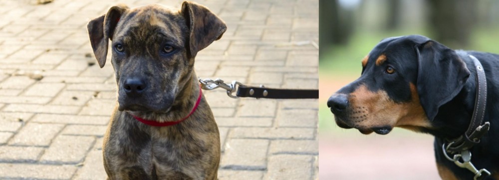 Lithuanian Hound vs Catahoula Bulldog - Breed Comparison
