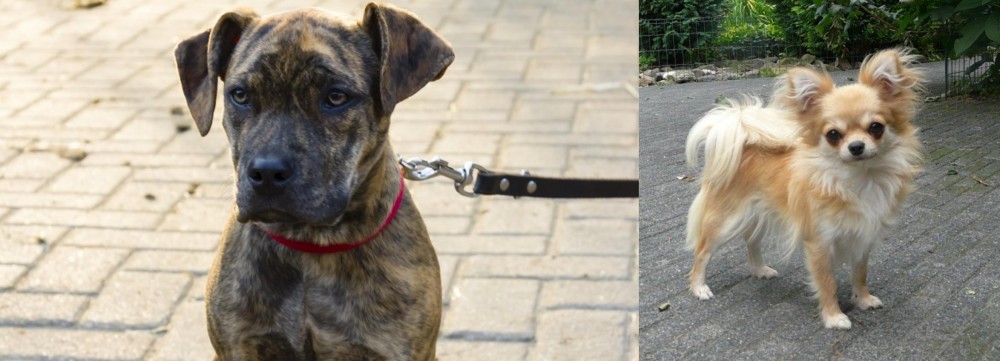 Long Haired Chihuahua vs Catahoula Bulldog - Breed Comparison